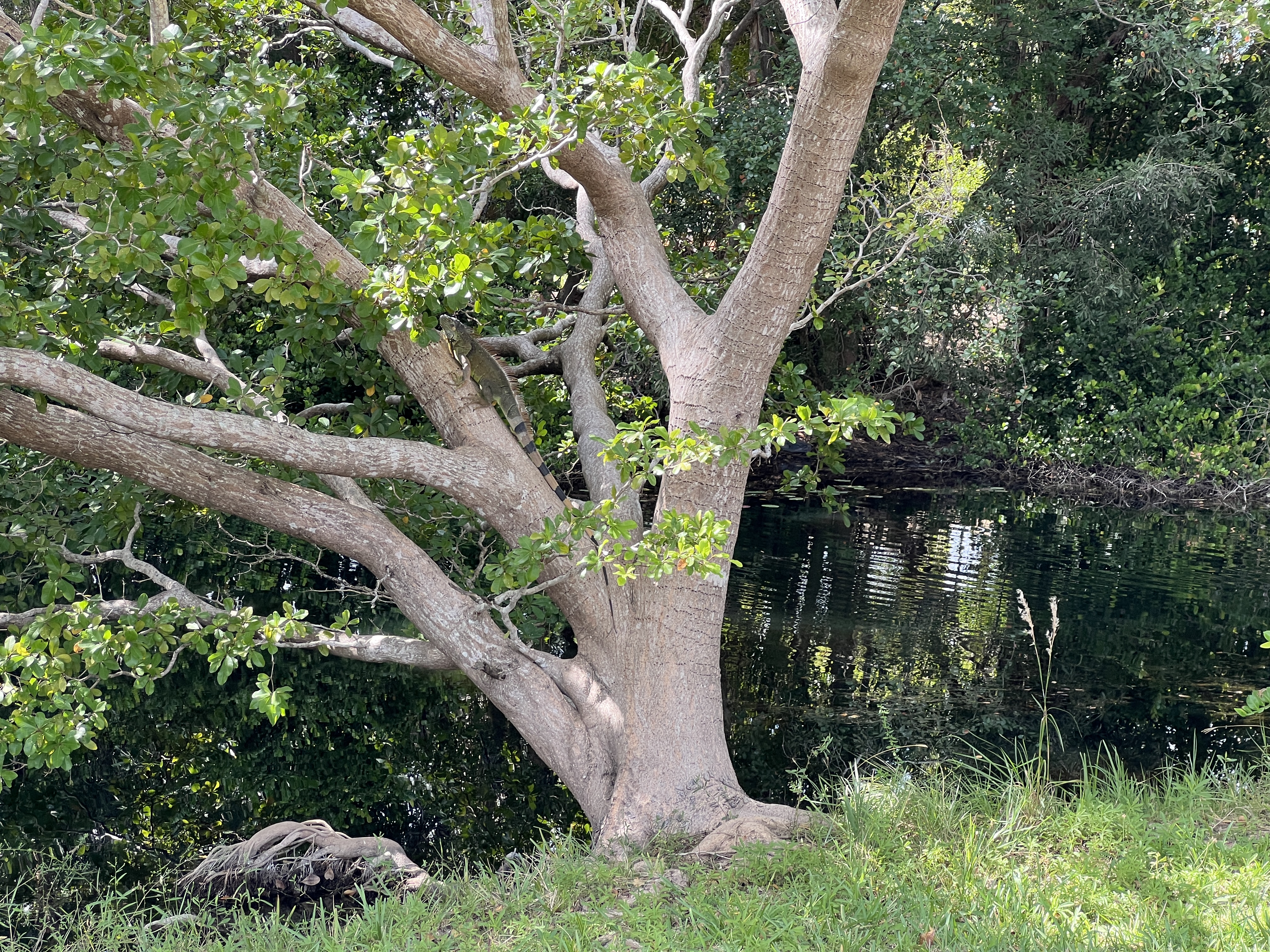 ./2025/12 - Pembroke Pines Wedding/IMG_7651.JPG